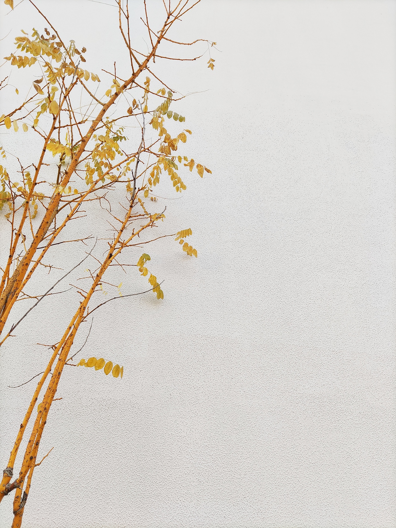 手机拍摄（图ZMjQyMDM5NDY0） - 产品摄影 - 站酷设计师191436255原创素材 - 站酷ZCOOL