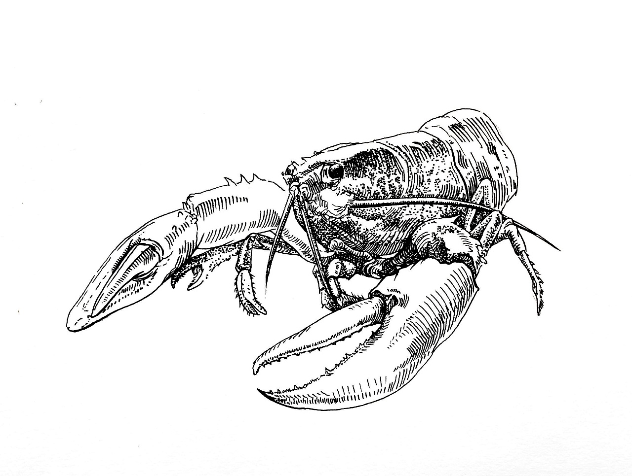 龙虾|纯艺术|绘画|elvaelvin101967 - 原创作品 - 站酷 (zcool)