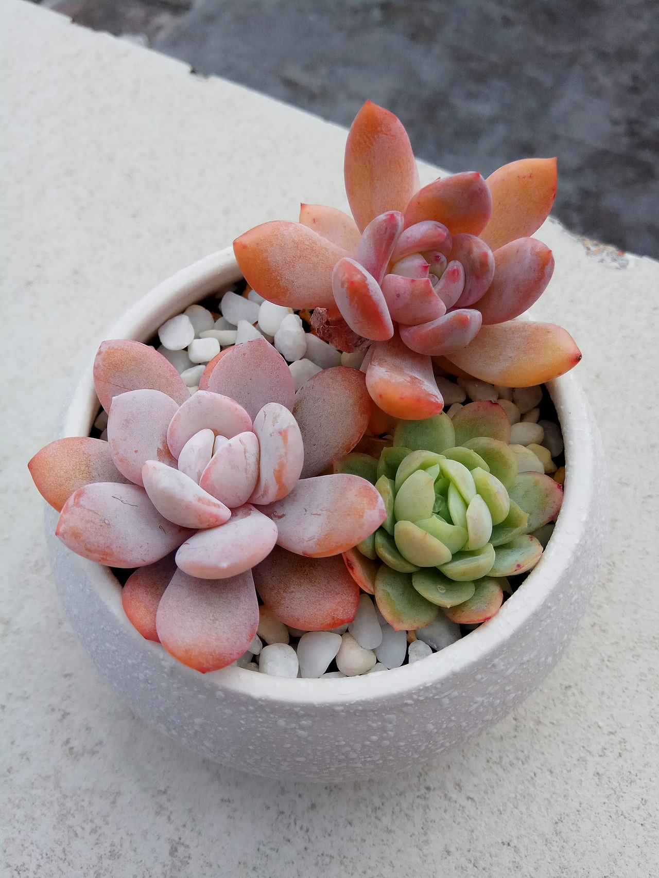 绿绿的那个是我啦,冰莓!
哎哟,雪莲和芙蓉雪莲哥哥,你们表挤我了啦,都被你们挤变形了啦<br>