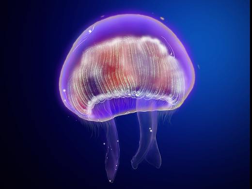 美丽的水母（个人主页-ZNDM1NDUwNTY=） - 创作习作 - 站酷设计师Mo喵喵oM原创素材 - 站酷ZCOOL