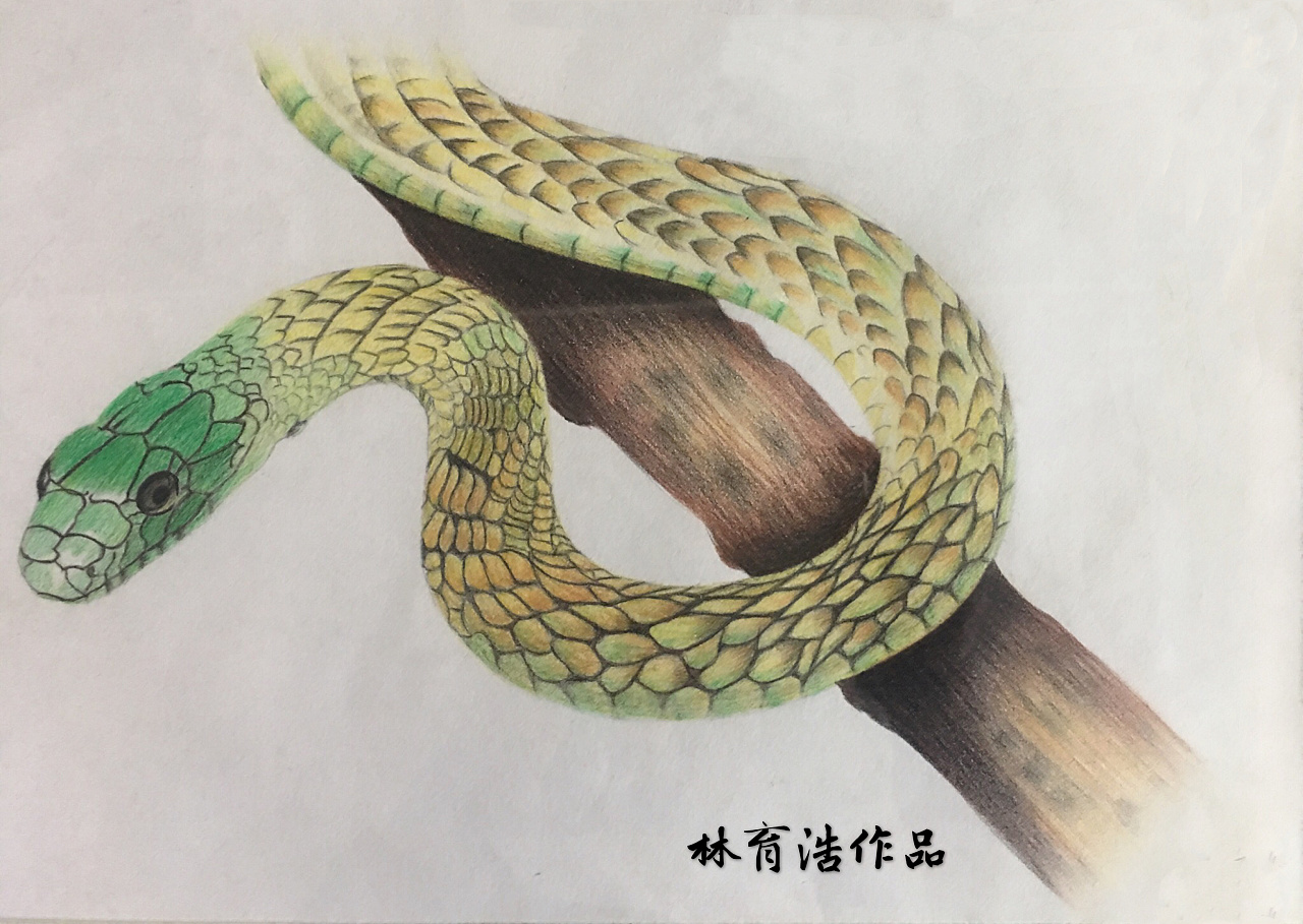 蛇画法写实图片