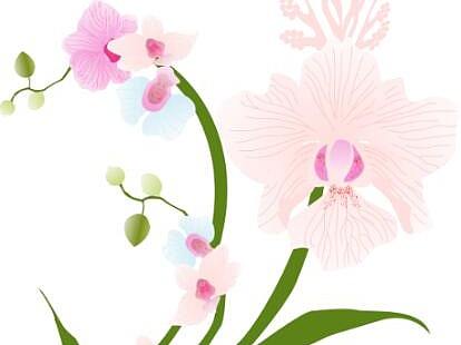 阿斯图案设计——服装图案——植物类     ——兰花 