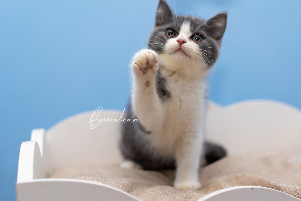 七叶英短猫舍英国短毛猫蓝白蓝猫宠物猫摄影图