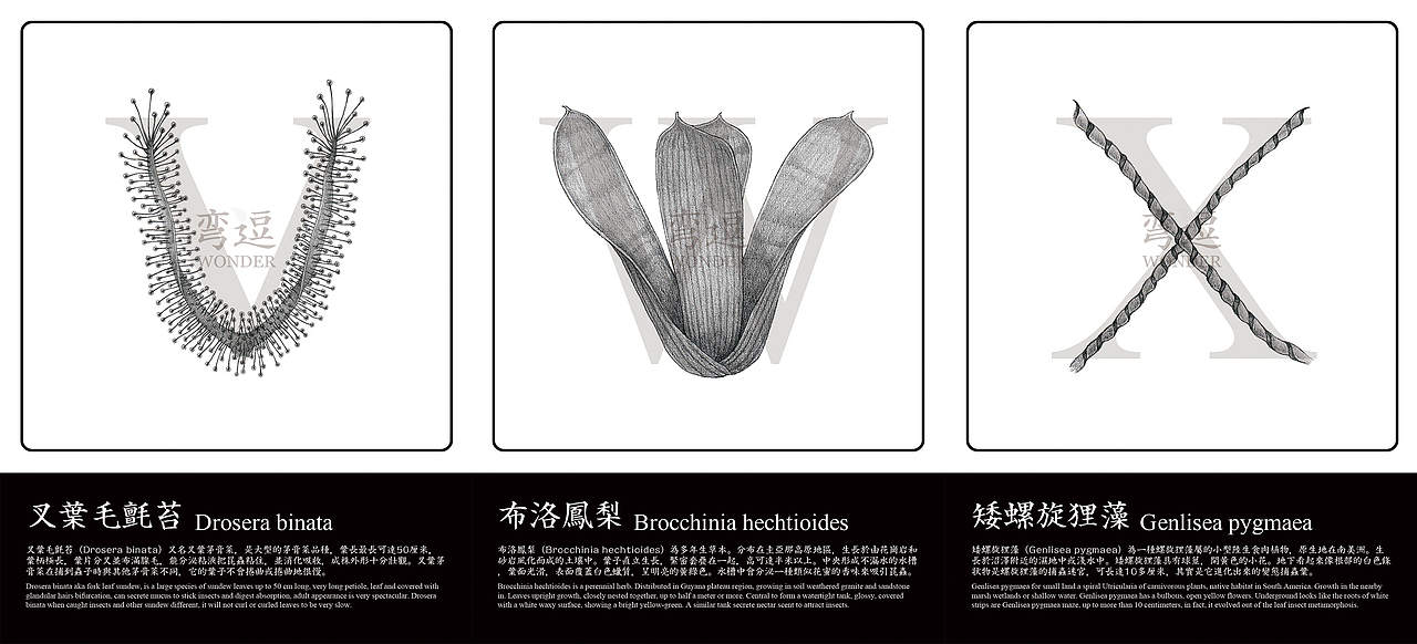 丑萌蟲蟲花—食蟲植物英文字體（圖ZMjIxOTU3Mjg=） - 字體/字形 - 站酷設(shè)計(jì)師Howie豪仔原創(chuàng)素材 - 站酷ZCOOL