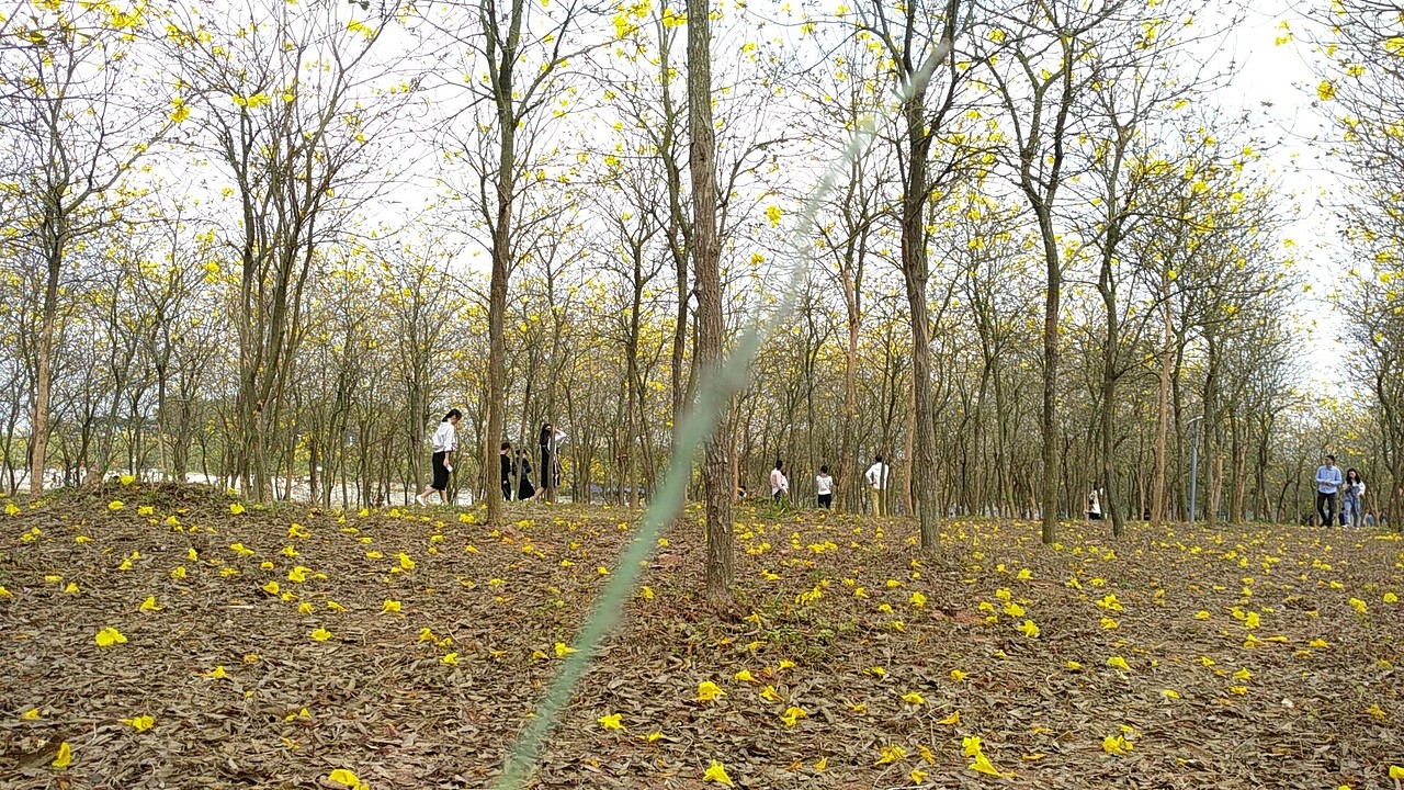 阳光花海，满地春色（图ZMjU4MjQ1MjA0） - 图案 - 站酷设计师Z819741843原创素材 - 站酷ZCOOL