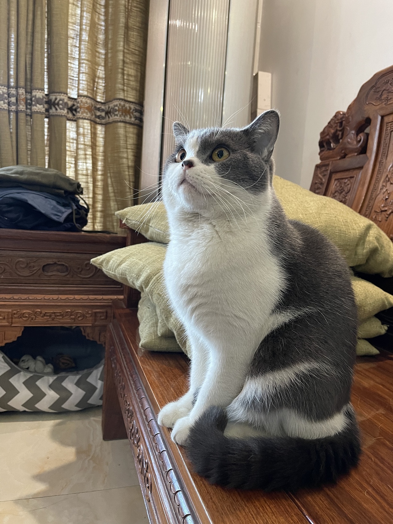 家有笨猫|摄影|宠物摄影|z724143407 - 原创作品 - 站酷 (zcool)