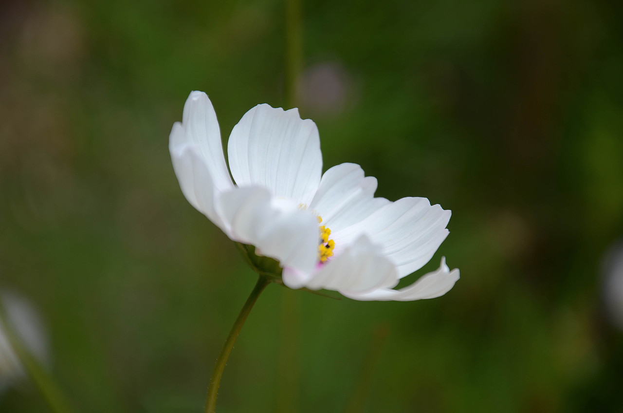 农博园微距--国庆花