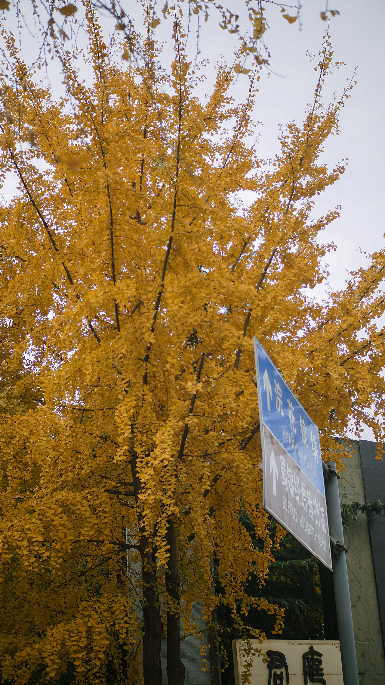 21年冬 成都 浣花溪 川大 银杏