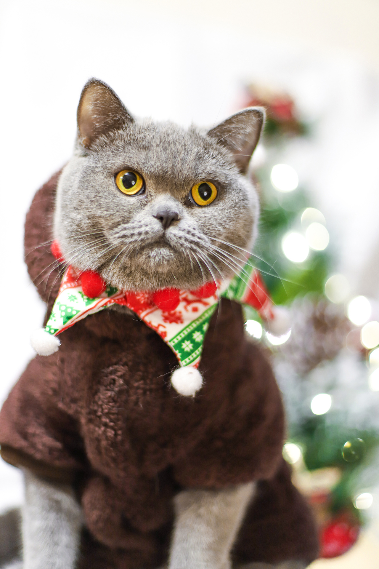 圣诞摄影 | 穿小熊衣服的猫咪
