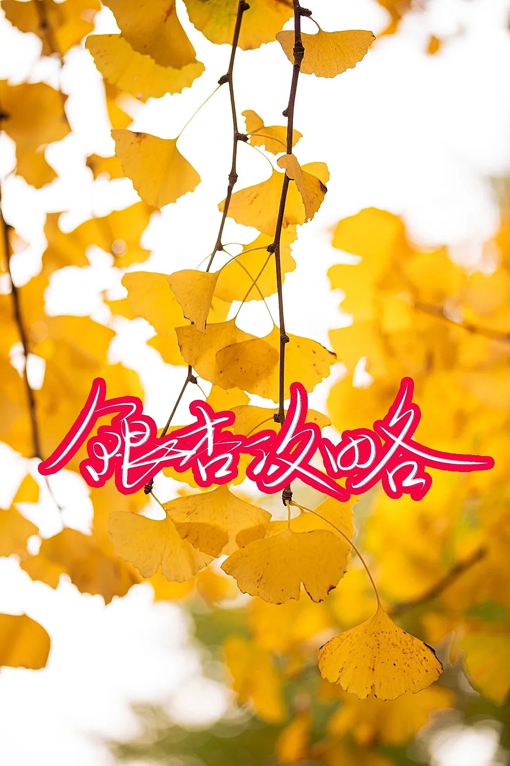 文字与照片的结合,那片银杏