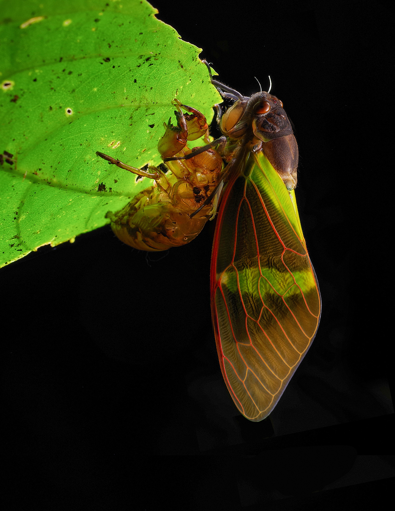 大自然【每个生命的起源】