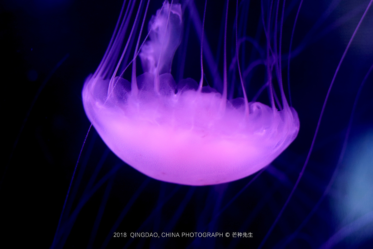 jellyfish水母,漂亮的海洋精灵! - 原创作品 - 站酷(zcool)