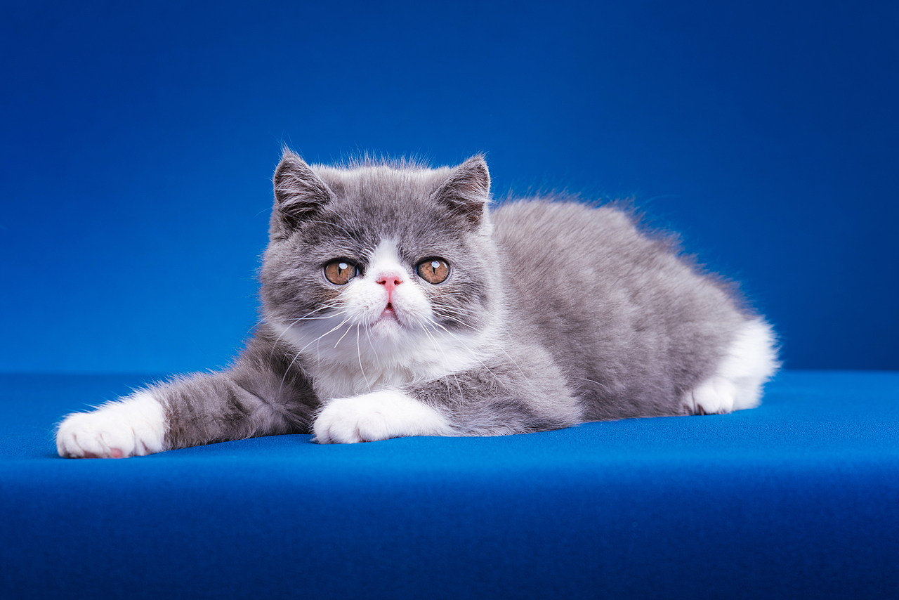 异国短毛猫柿饼儿和他的孩子们（图ZMTUyNTQ2MjI4） - 宠物摄影 - 站酷设计师克查原创素材 - 站酷ZCOOL