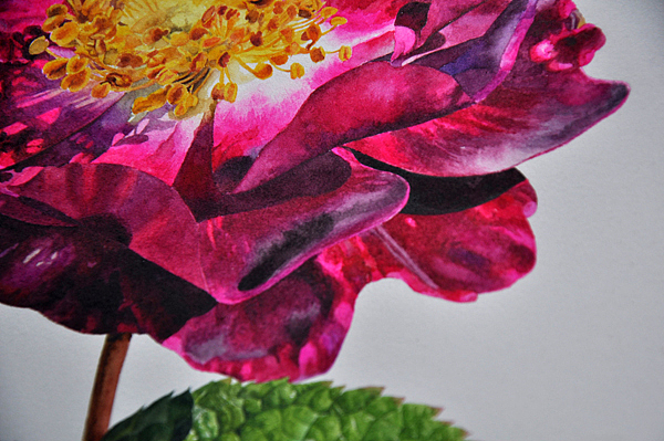 紫蔷薇（图ZNDQ2MTY0OTI=） - 绘画 - 站酷设计师木卮--_--原创素材 - 站酷ZCOOL