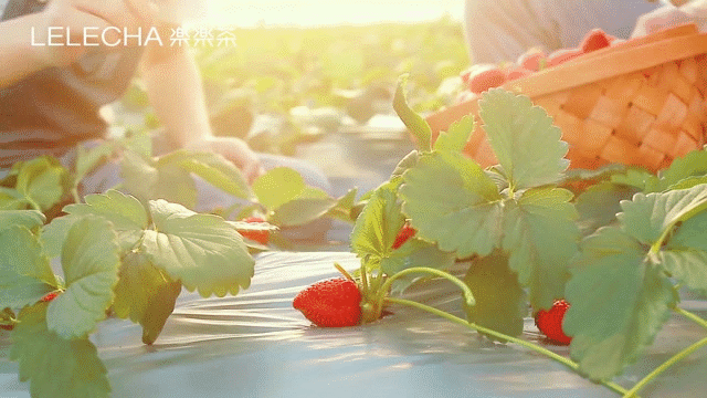 草莓系列第一篇 | 饮品制作视频 | 水果茶饮（图ZMTExNzAxNTIw） - 其他摄影 - 站酷设计师HTing侯婷原创素材 - 站酷ZCOOL