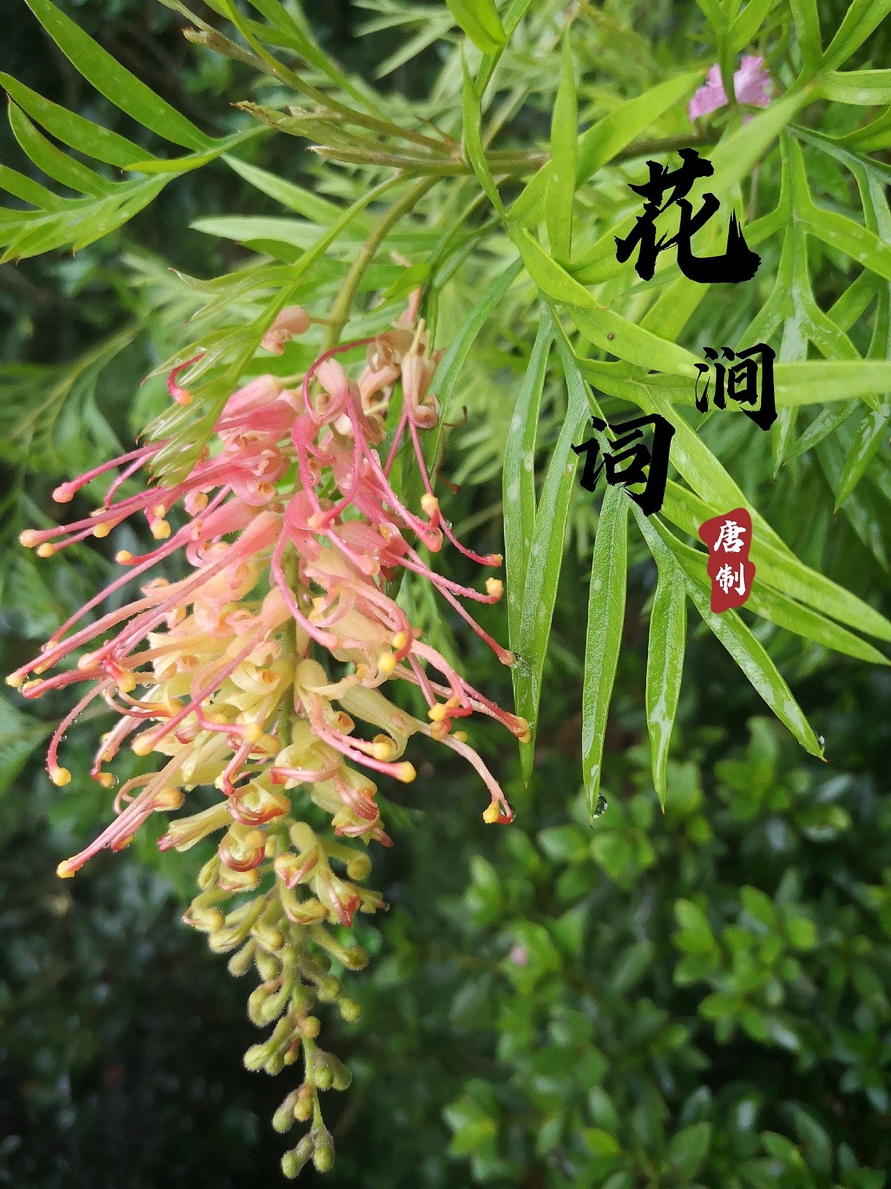 花间词（图ZMjUwNDI3OTgw） - 风光摄影 - 站酷设计师人间小抠门原创素材 - 站酷ZCOOL