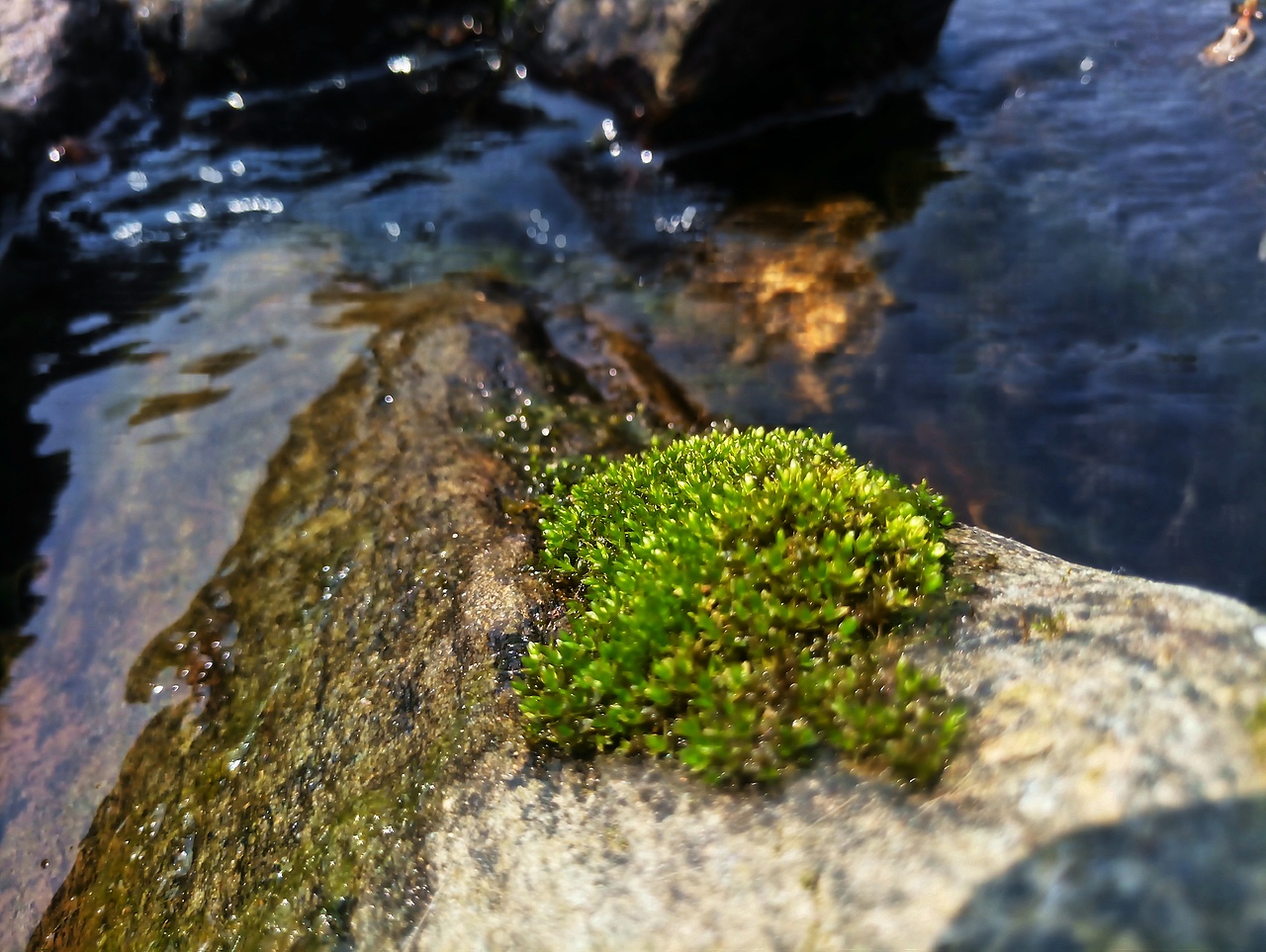春意（图ZMTU4MzUyMjQ0） - 风光摄影 - 站酷设计师素墨晴岚原创素材 - 站酷ZCOOL