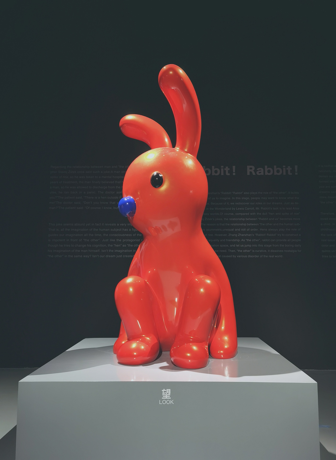 摄影记录张占占兔子兔子