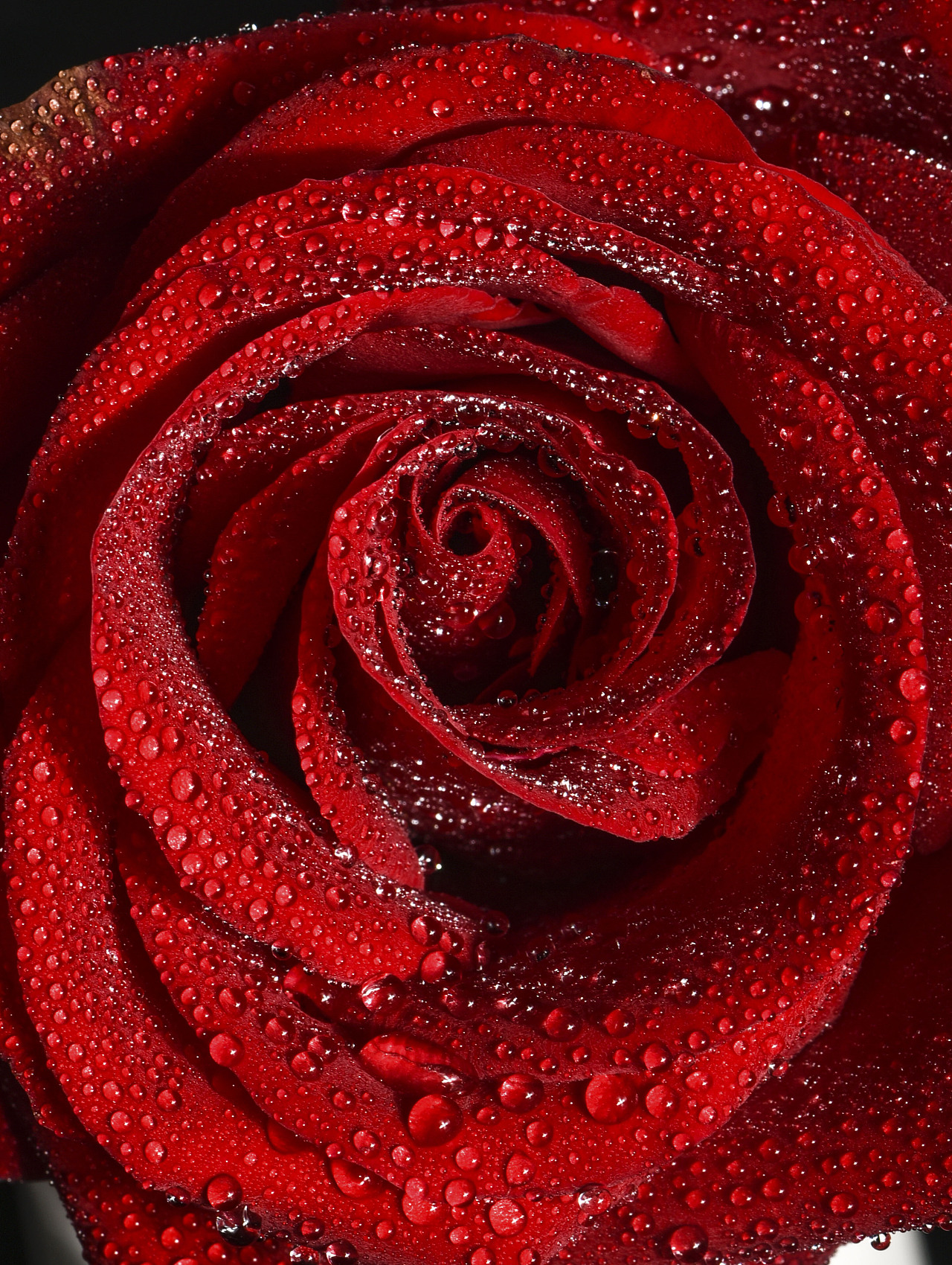 3D手机壁纸 红玫瑰图片