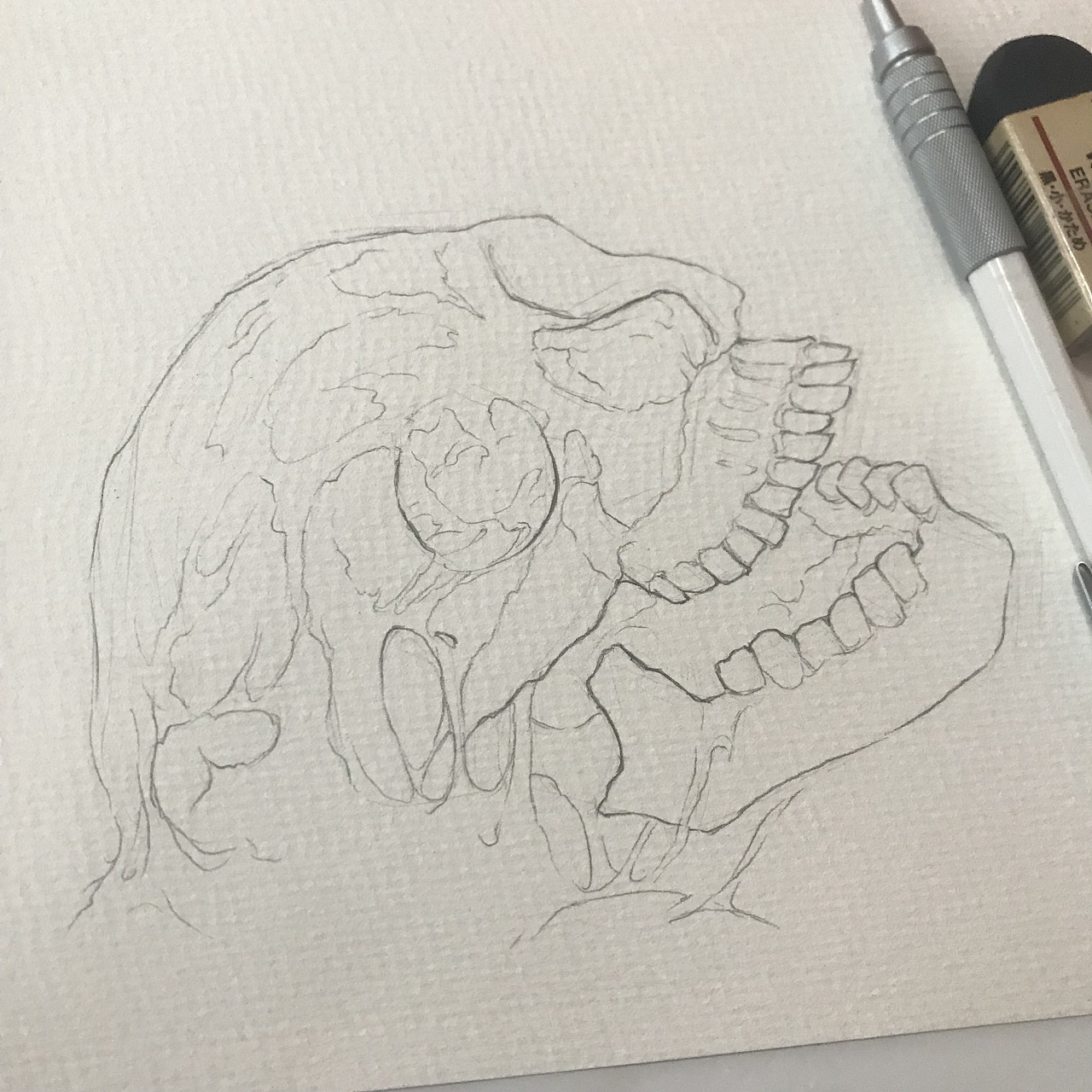 《尸体变化图鉴》水彩