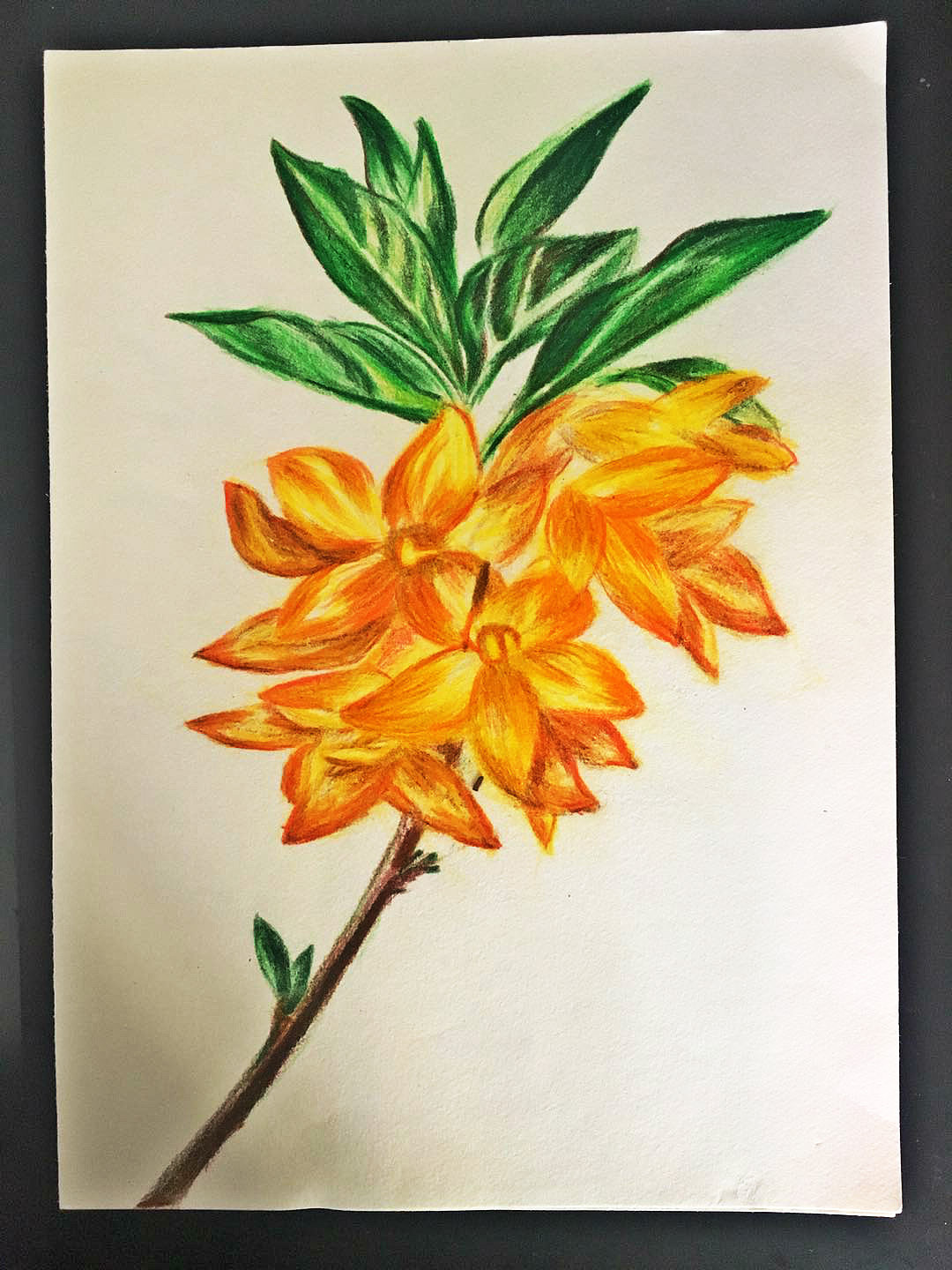 手绘画:我的植物园