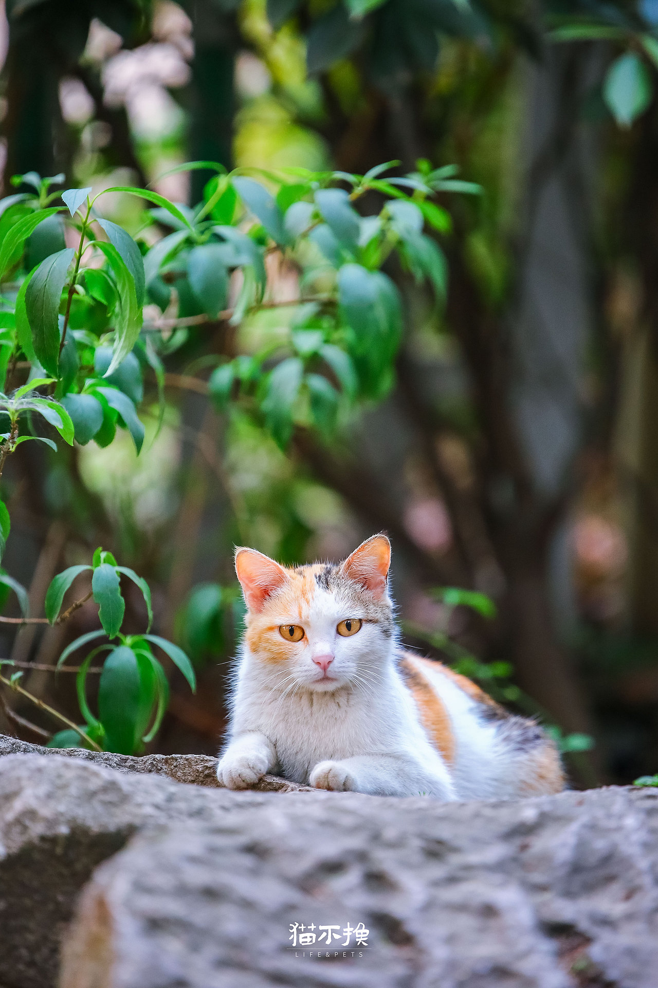 山猫日记20210718