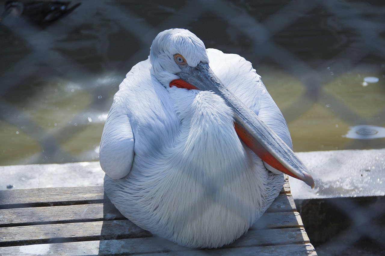 哈爾濱北方森林動物園（圖ZNzA5OTA2NDg=） - 風(fēng)光攝影 - 站酷設(shè)計師山山而川上的麥子原創(chuàng)素材 - 站酷ZCOOL