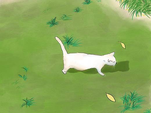 冬日阳光下的猫咪