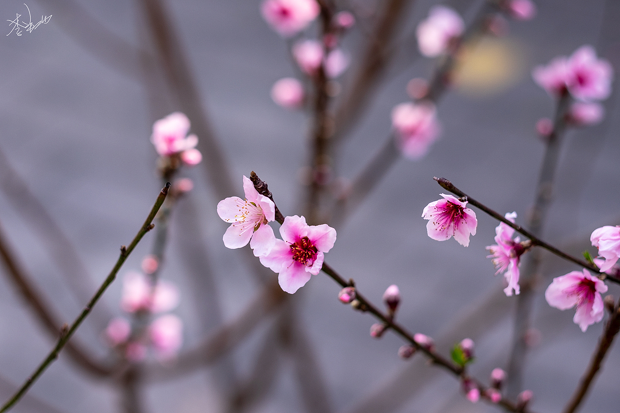 那年春（图ZMTk2MjMyMzQ4） - 人文/纪实摄影 - 站酷设计师李翔DennisLee原创素材 - 站酷ZCOOL