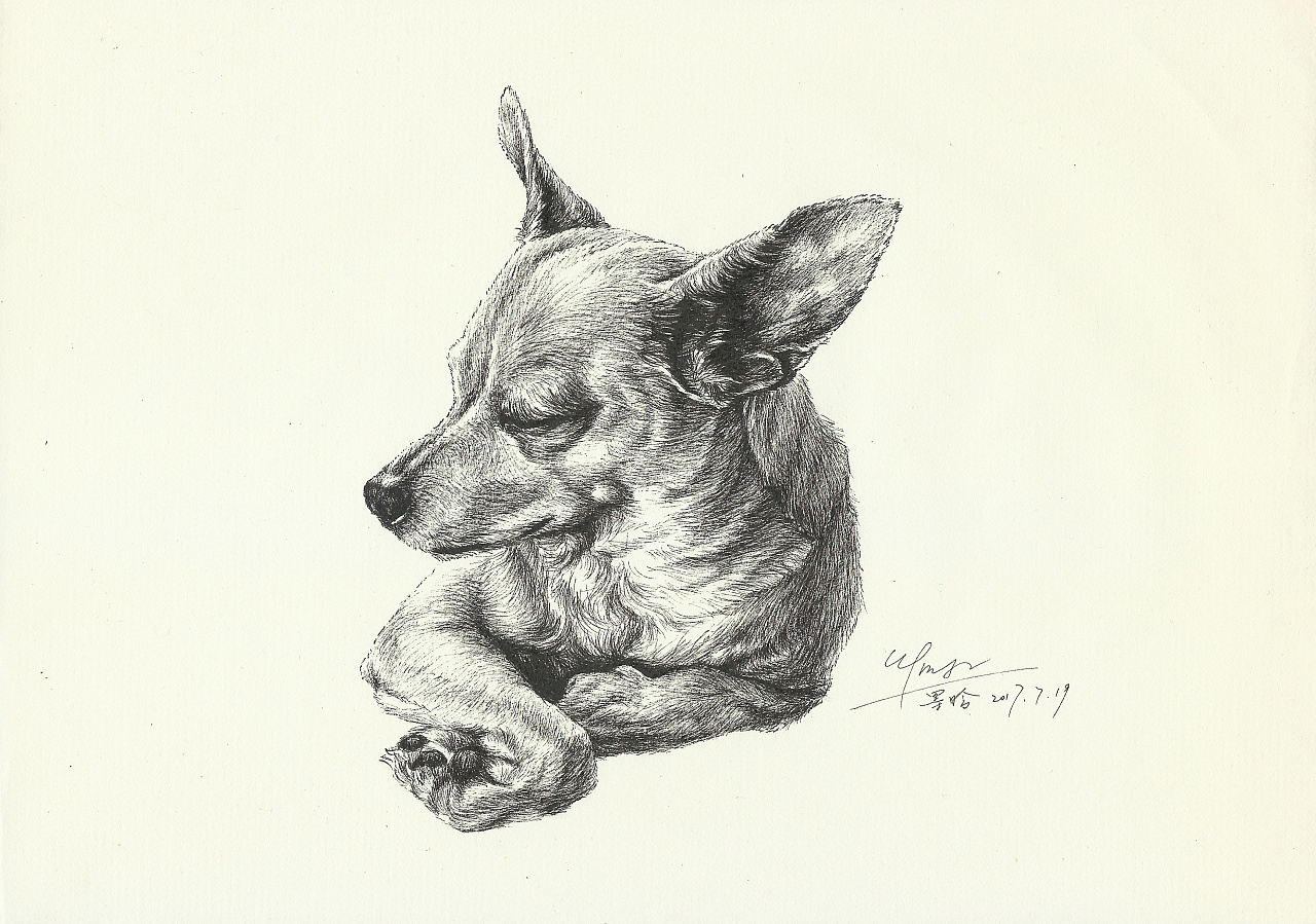绘画、素描——没尾巴的狗、手绘动物、插画、速写|插画|插画习作|Alan小传 - 原创作品 - 站酷 (ZCOOL)