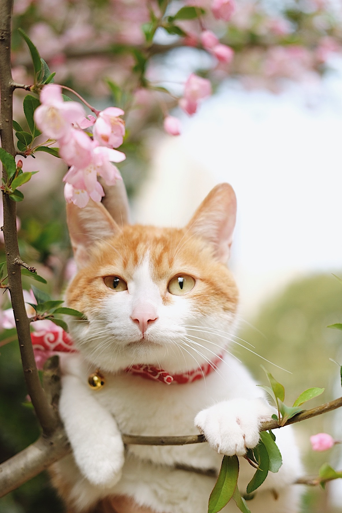 宠物摄影/春游踏青去啦~