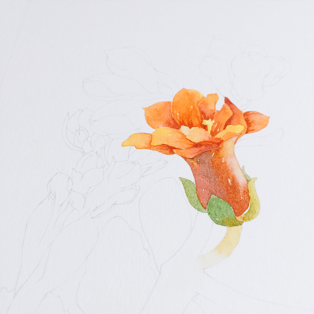 水彩长寿花绘画过程图