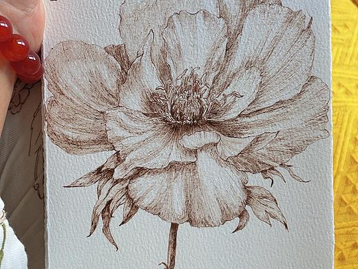 芍藥花（個(gè)人主頁(yè)-ZNzAyODcxNzY=） - 藝術(shù)插畫 - 站酷設(shè)計(jì)師耕耘縵畫水彩原創(chuàng)素材 - 站酷ZCOOL
