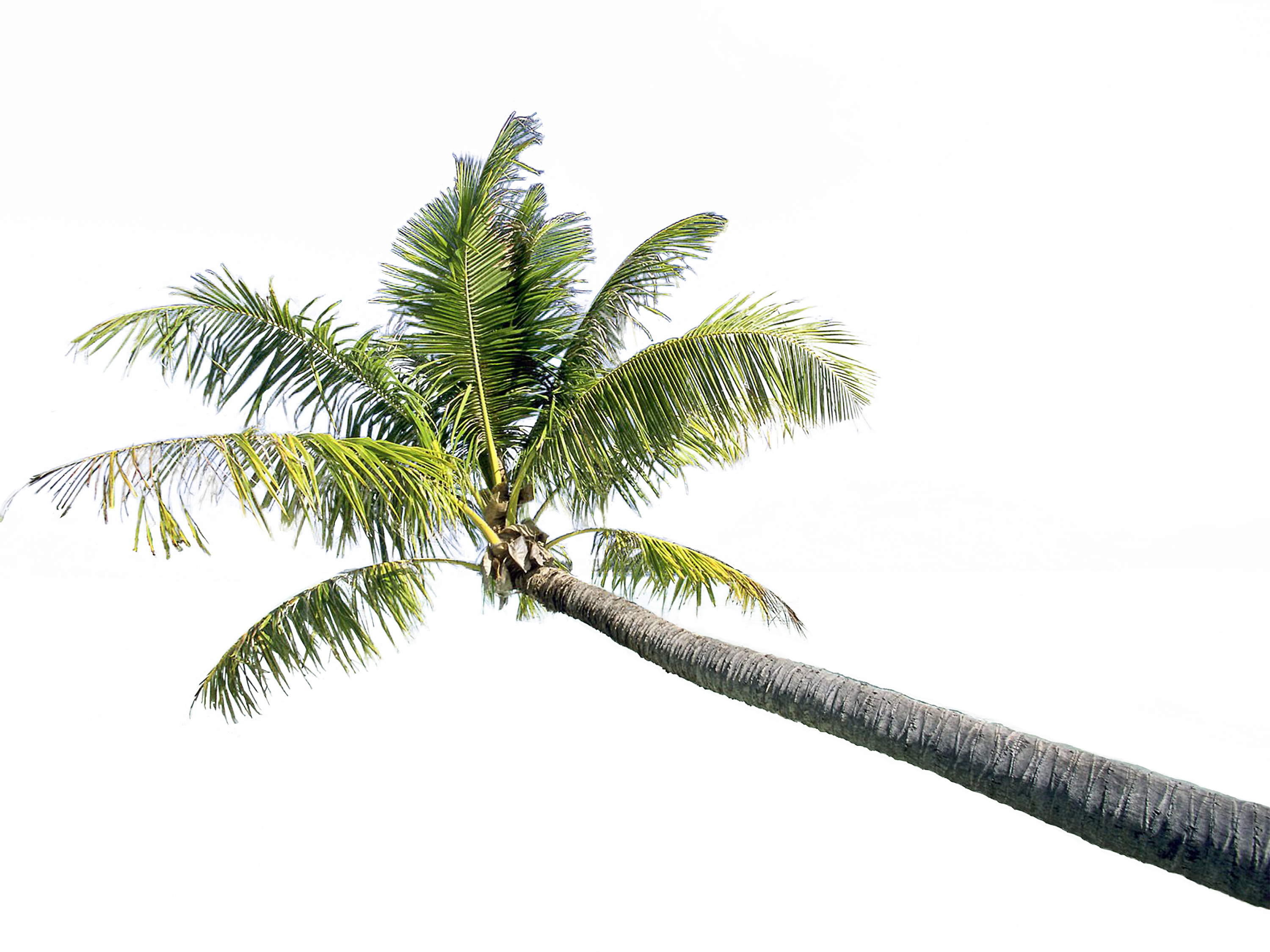 蓝色天空的椰子树
