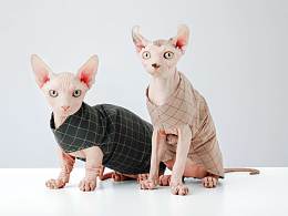  来组不一样的宠物肖像