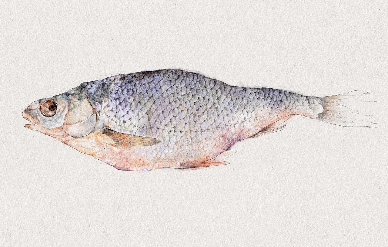 咸鱼|插画|创作习作|小马卜卜 - 原创作品 - 站酷 (zcool)