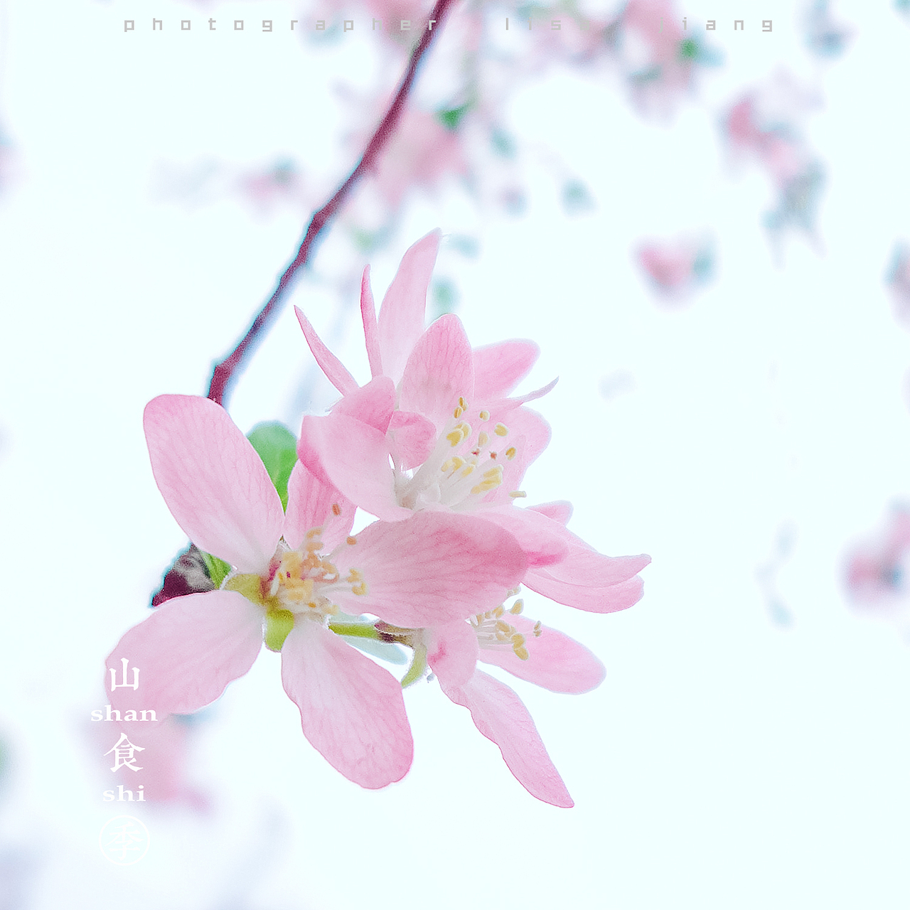 小品四季（图ZMTA4NTgyNjUy） - 产品摄影 - 站酷设计师挲lisa原创素材 - 站酷ZCOOL