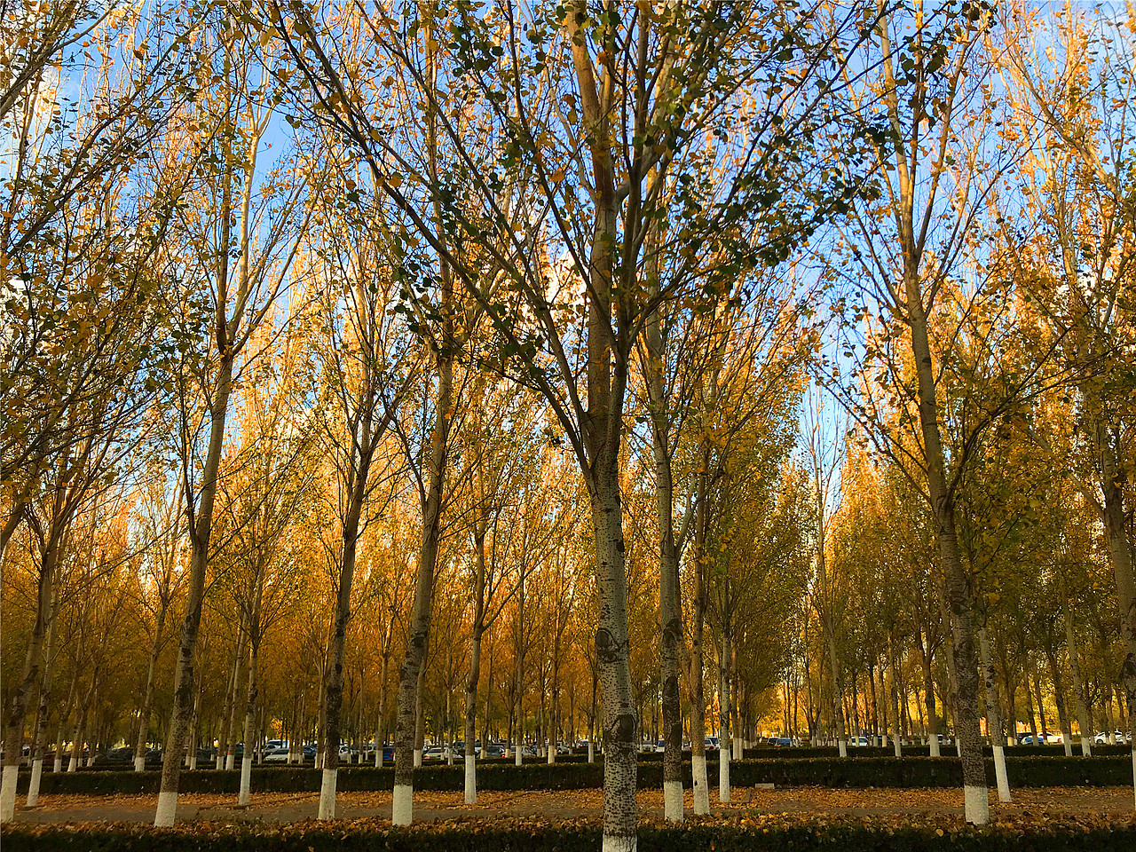 刘勇良手机纪实摄影:秋天阳光下的杨树林