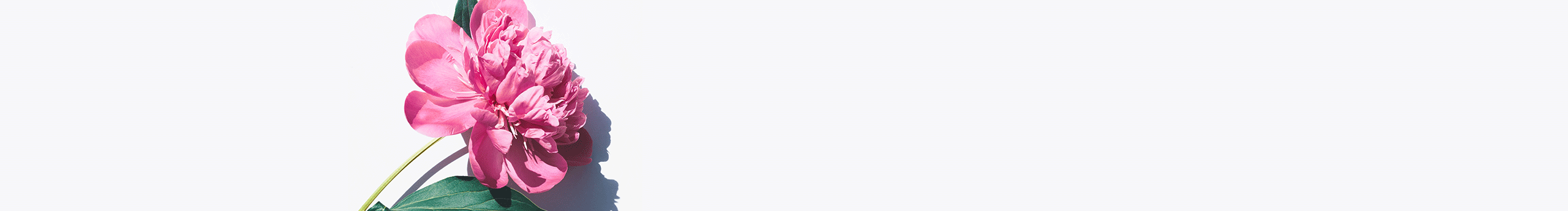 阿喵小小鑫的个人主页（封面预览） - 主页封面设置 - 站酷设计师阿喵小小鑫原创素材 - 站酷ZCOOL