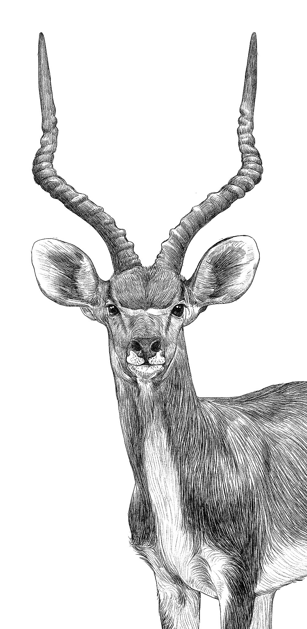 濒危动物之藏羚羊~（图ZNjI1MzY4NDg=） - 商业插画 - 站酷设计师春和绘原创素材 - 站酷ZCOOL