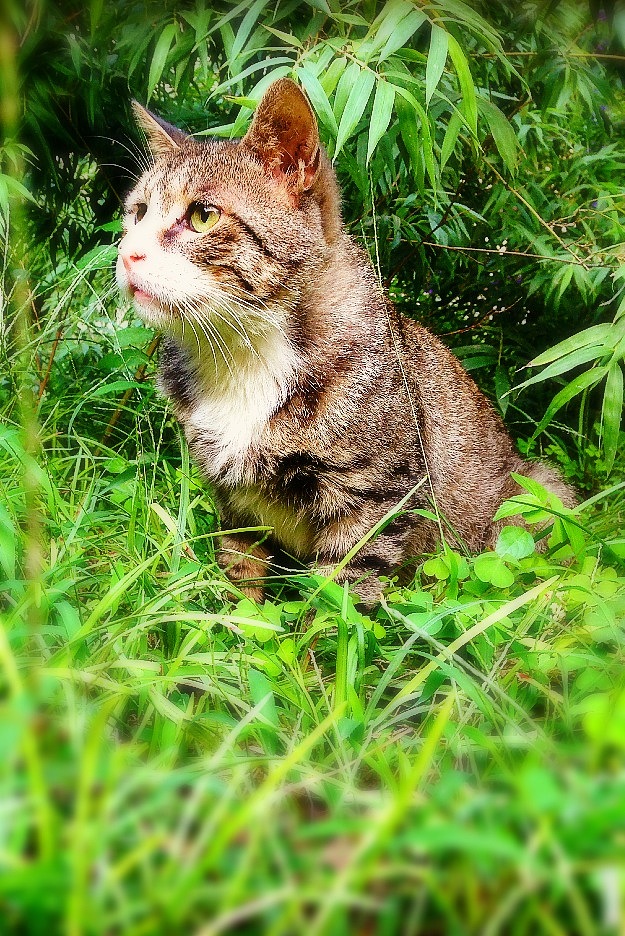 流浪猫小花豹（图ZMjU3NTU0MzY=） - 宠物摄影 - 站酷设计师晏子原创素材 - 站酷ZCOOL