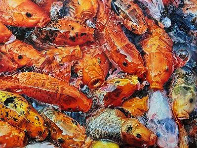 彩铅作品《彩鲤》