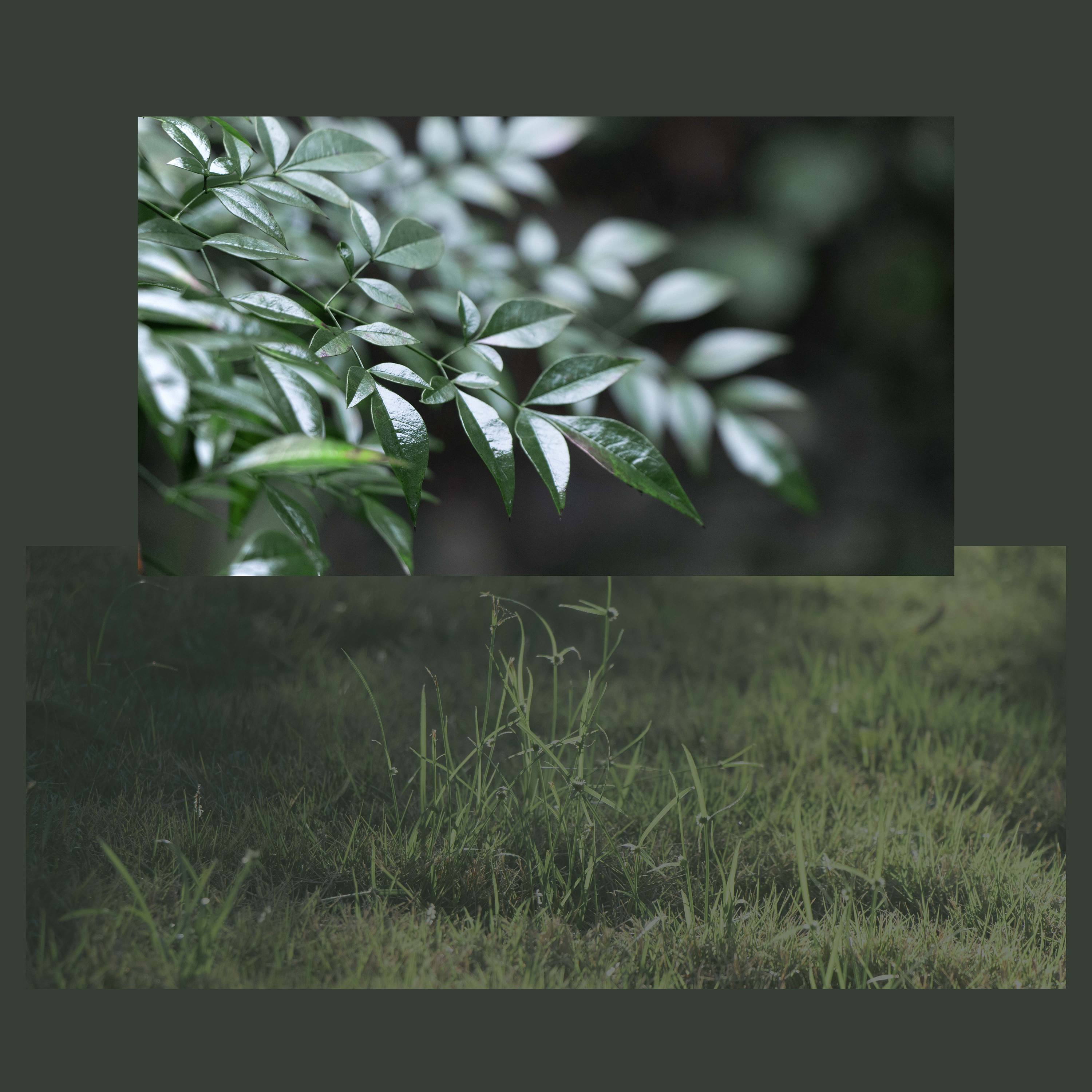 好看的绿色植物背景高清图片下载-正版图片500909584-摄图网