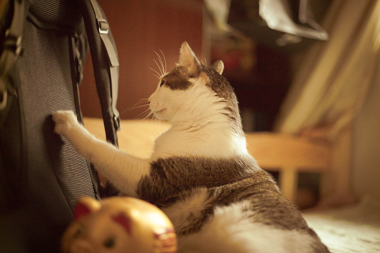 暖阳下的豆豆（图ZMTY3NjU2NzE2） - 宠物摄影 - 站酷设计师WaYne_0418原创素材 - 站酷ZCOOL