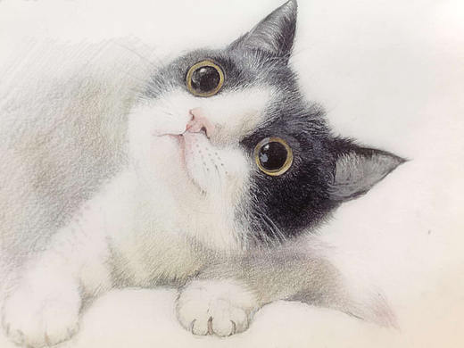 彩铅练习 猫