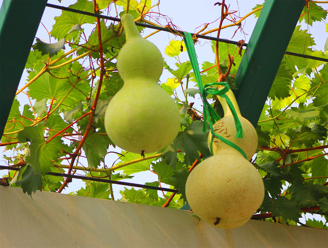 刘勇良手机纪实摄影:葫芦藤下