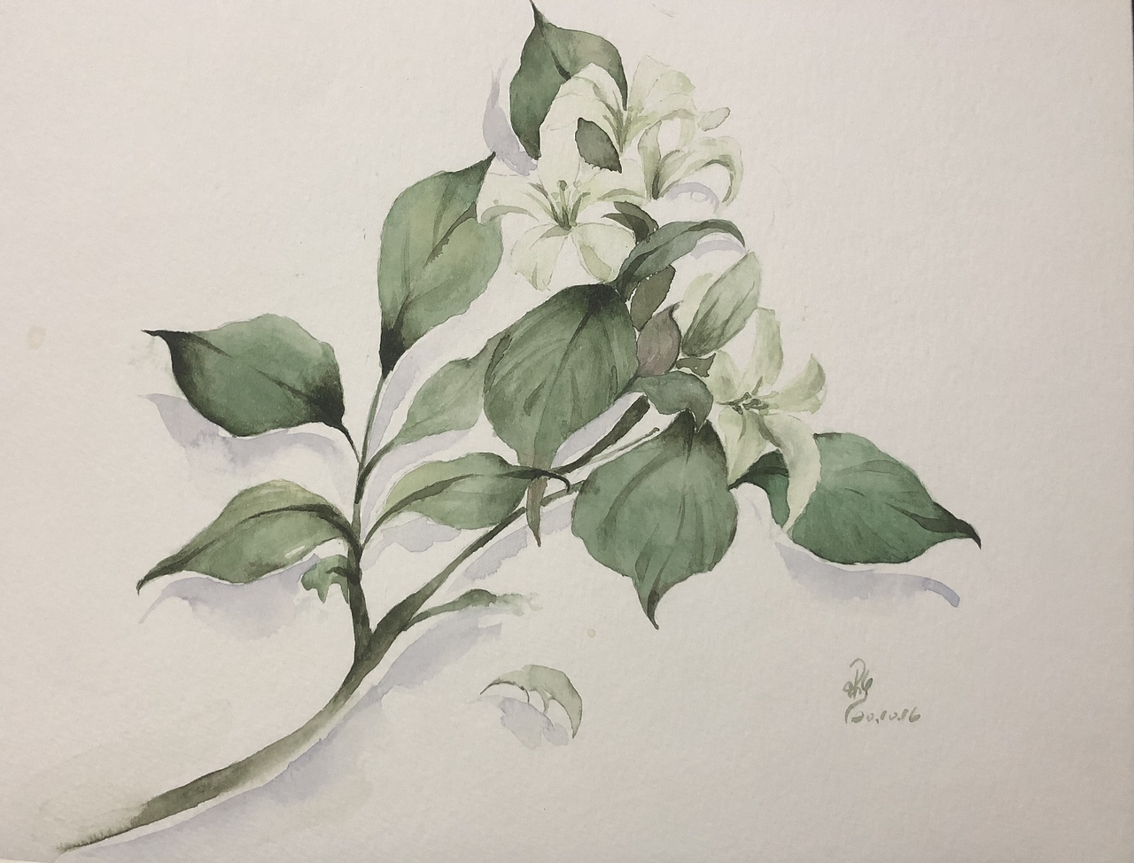 水彩花卉临摹（图ZMjYzNDczOTky） - 绘画 - 站酷设计师埃莉西娅原创素材 - 站酷ZCOOL