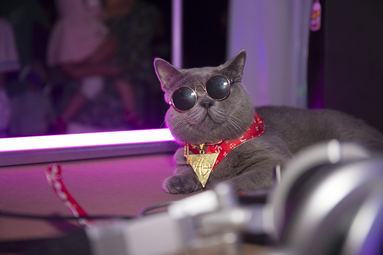 第五届海口青年艺术节-百大DJ叮当（图ZOTAwMzM3NTY=） - 宠物摄影 - 站酷设计师會飛的魚兒原创素材 - 站酷ZCOOL