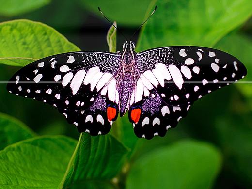 PHILIPS-PDC-PIC（個(gè)人主頁-ZMzkyMzMyNTY=） - 電商 - 站酷設(shè)計(jì)師邪道原創(chuàng)素材 - 站酷ZCOOL