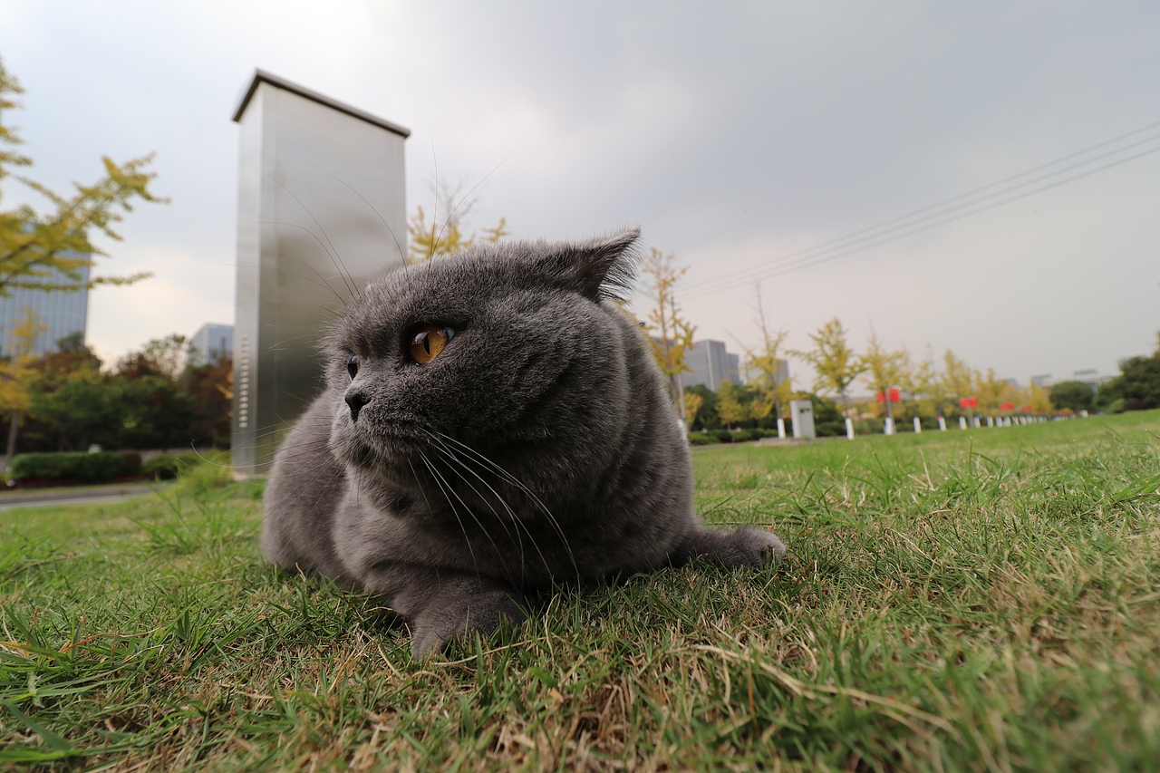 沐米猫舍 纯蓝色-英国短毛猫-高清照片